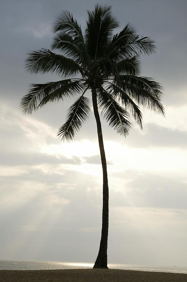 Palm Tree Photograph by 321photography