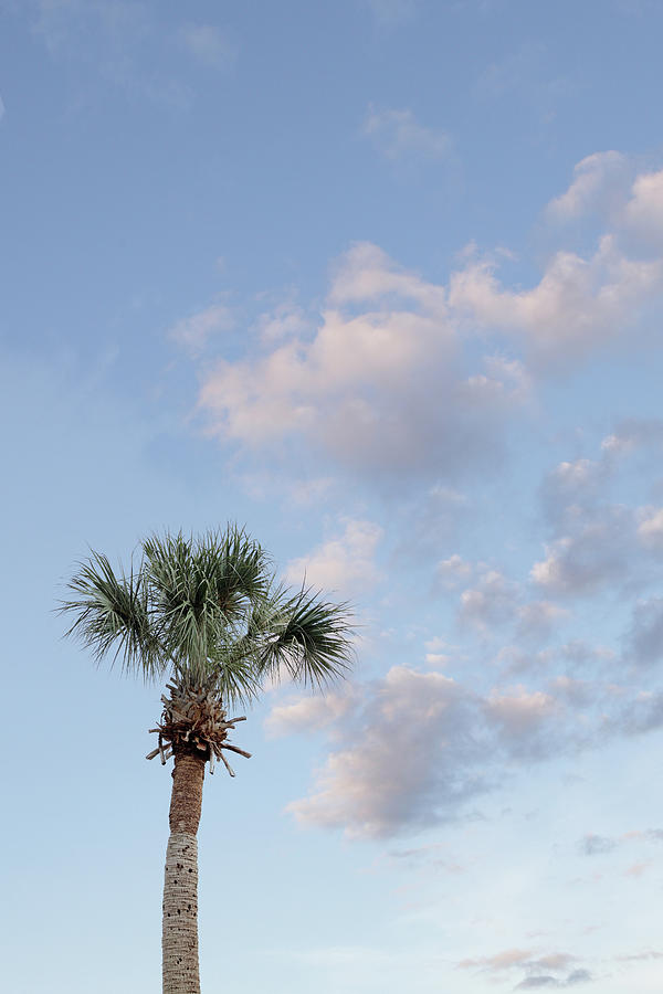 Palm Tree Against Blue Sky Photograph by Tricia Shay Photography