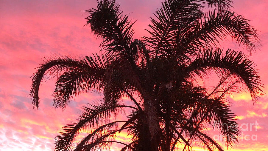 Palm tree against vivid colorful evening sunset Photograph by Milleflore Images