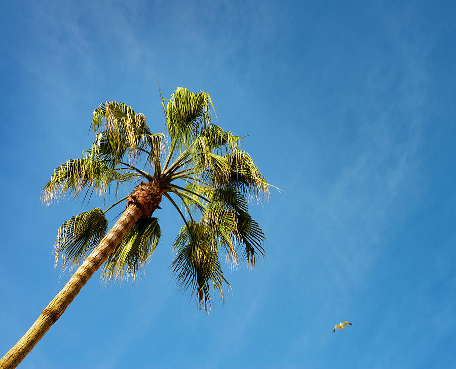 Palm tree and blue sky Photograph by David L Moore