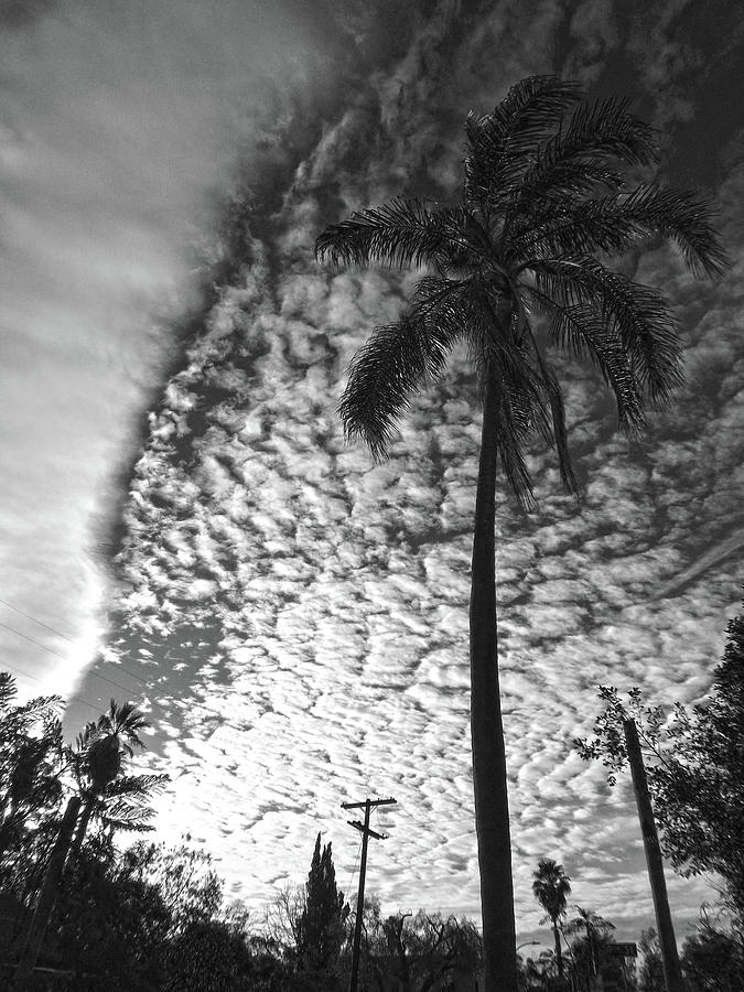 Palm Tree and Clouds by Hold Still Photography Palm Tree and Clouds by Hold Still Photography