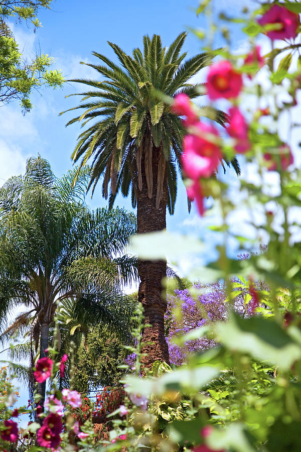 Palm Tree And Flowers In Jardim Municipal, Madeira Island, Funchal, Portugal Photograph by Jalag / Walter Schmitz
