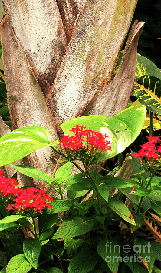 Palm Tree and Pentas Photograph by Sharon Williams Eng | Pixels