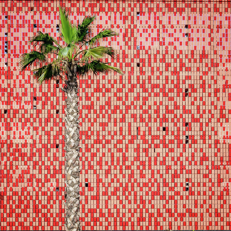 Palm Tree And Tiled Wall Photograph