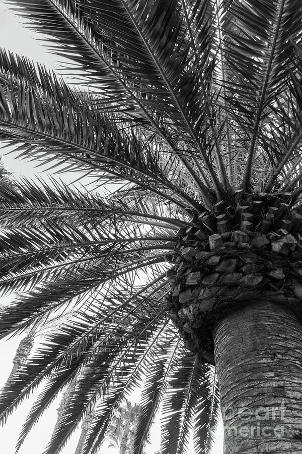 Palm Tree Art Grayscale Photograph by Jennifer White