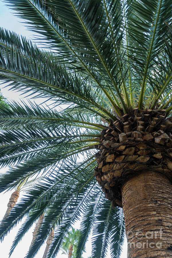 Las Vegas Photograph - Palm Tree Art by Jennifer White