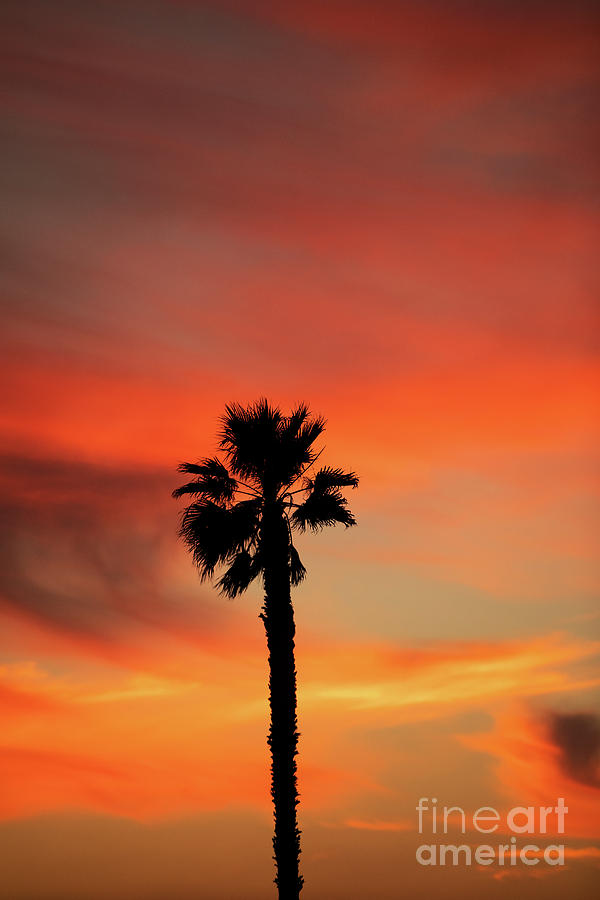 Palm Tree at Sunset Photograph by James Moore
