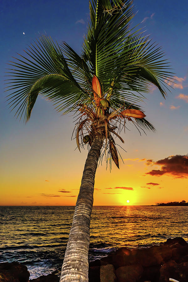 Palm Tree at Sunset Photograph by John Bauer