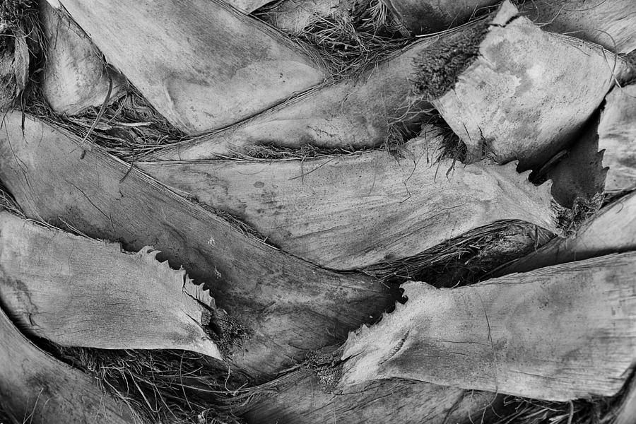 Palm Tree Bark Close Up Photograph by Gaby Ethington