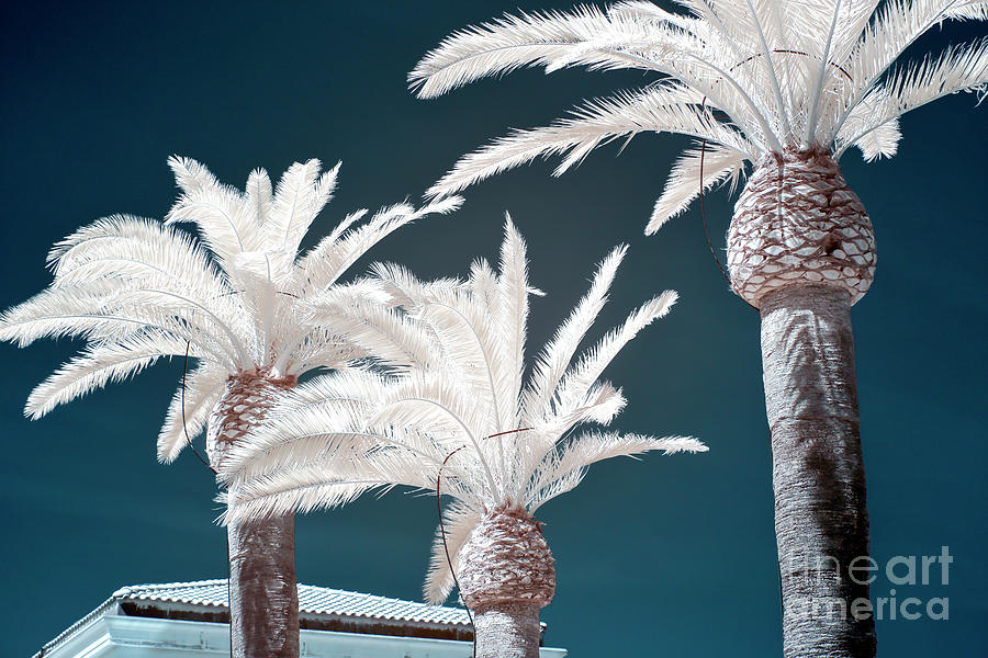 Palm Tree Blues in Sorrento Infrared Photograph by John Rizzuto