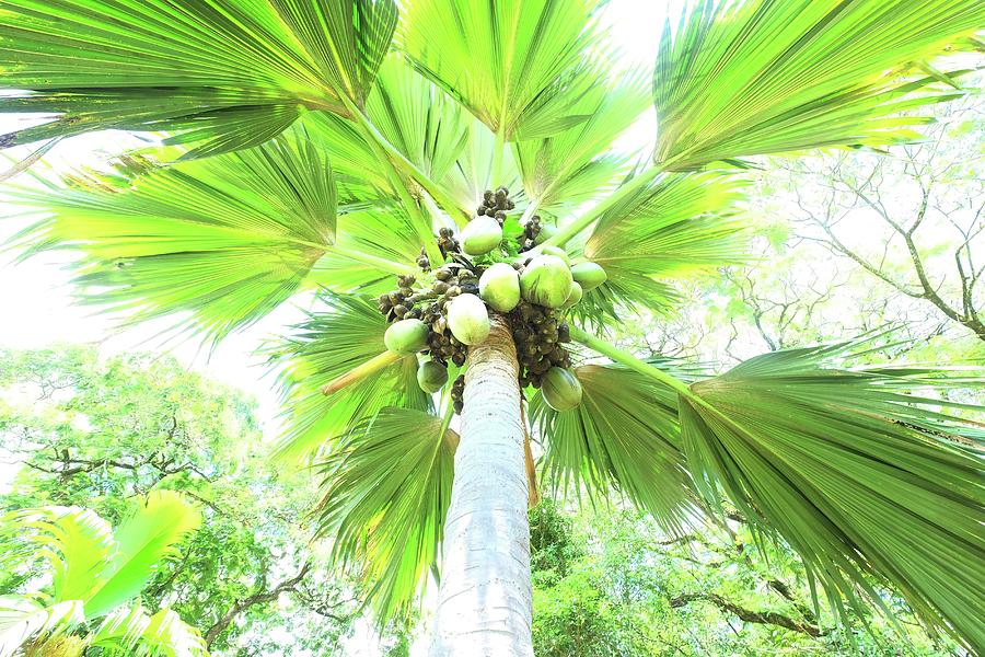 Palm Tree, Botanical Garden, Seychelles Digital Art by Uwe Niehuus