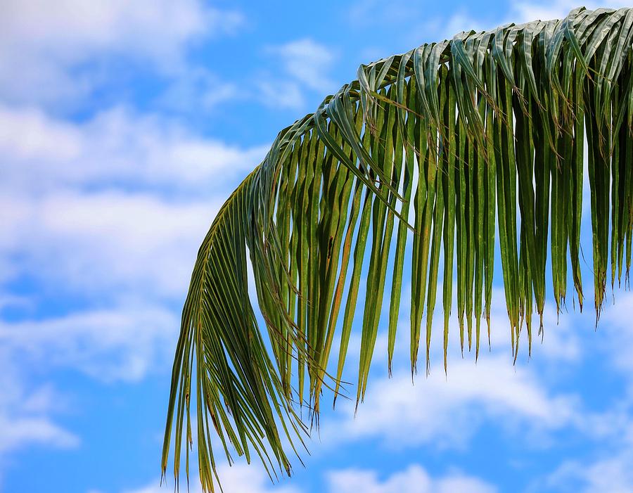 Palm Tree Branch Photograph by Scott Burd