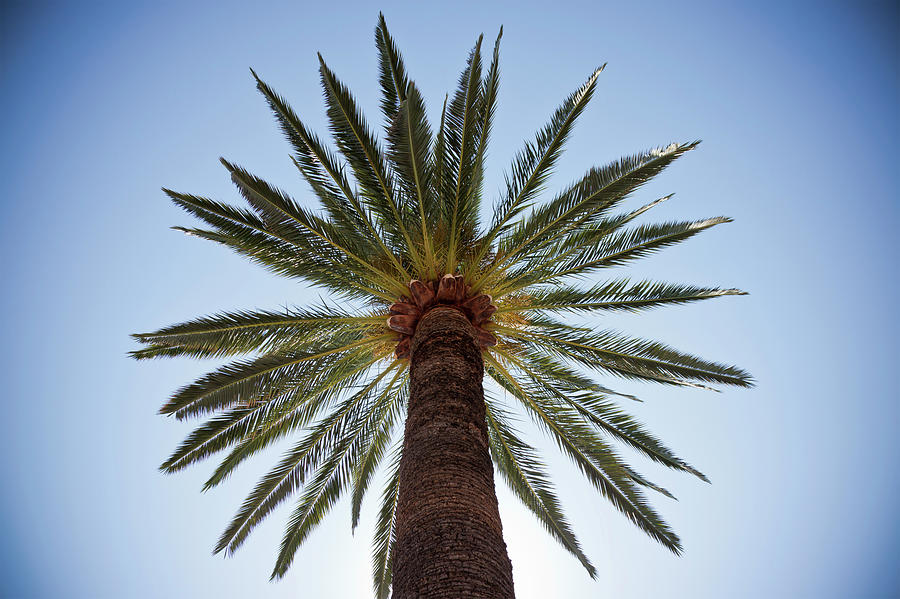 Palm Tree Photograph by Bravo1954
