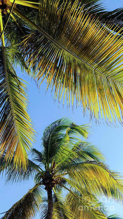 Palm Tree Breeze Photograph by Elizabeth M