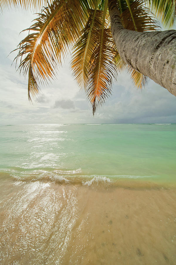 Nature Digital Art - Palm Tree By The Sea, Pigeon Point, Tobago by John Philip Harper