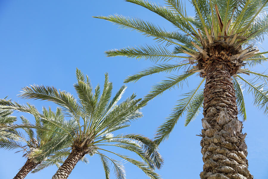 Palm Tree Cabo San Lucas, Mexico Photograph by Julien Mcroberts | Pixels