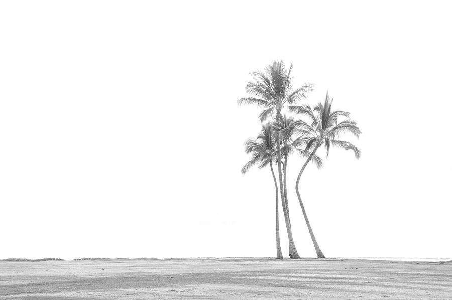 Palm Tree Cluster in Black and White by Ramona Murdock Palm Tree Cluster in Black and White by Ramona Murdock