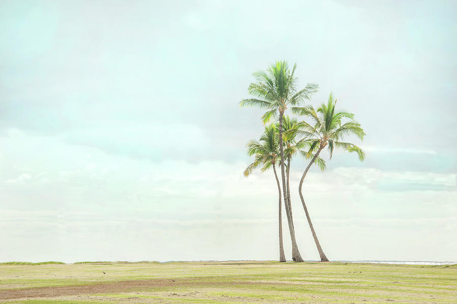 Palm Tree Cluster by Ramona Murdock Palm Tree Cluster by Ramona Murdock