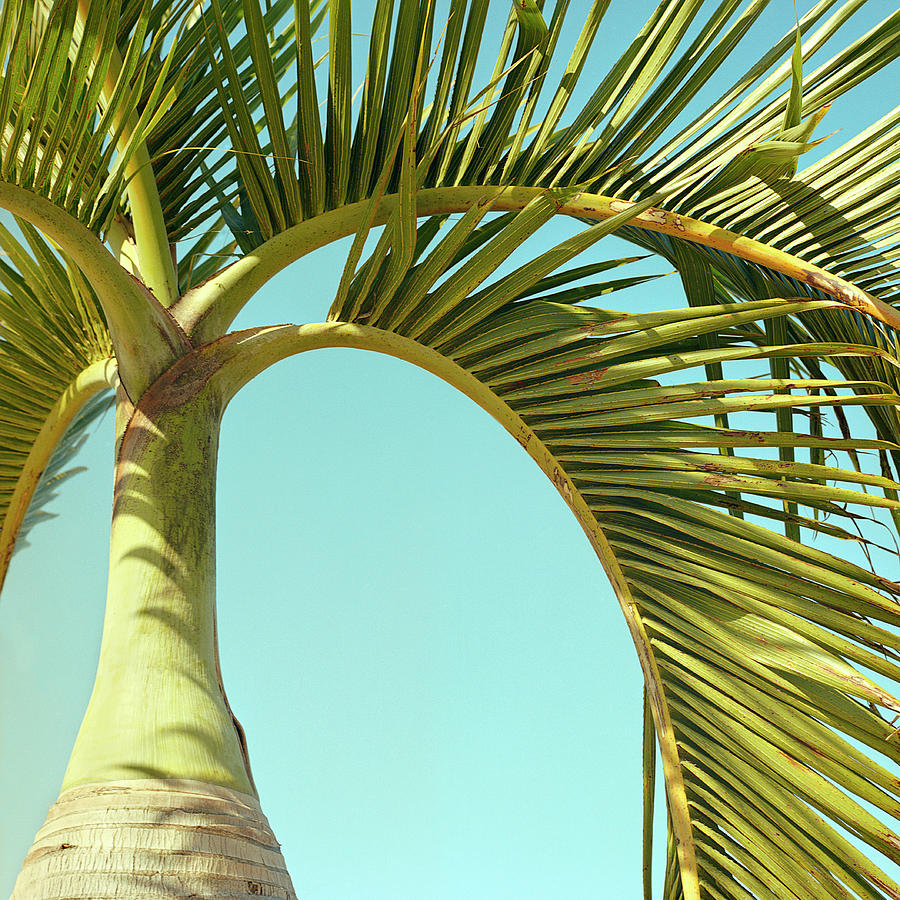 Palm Tree Detail. Ravenea Rivularis Photograph by Jon Shireman
