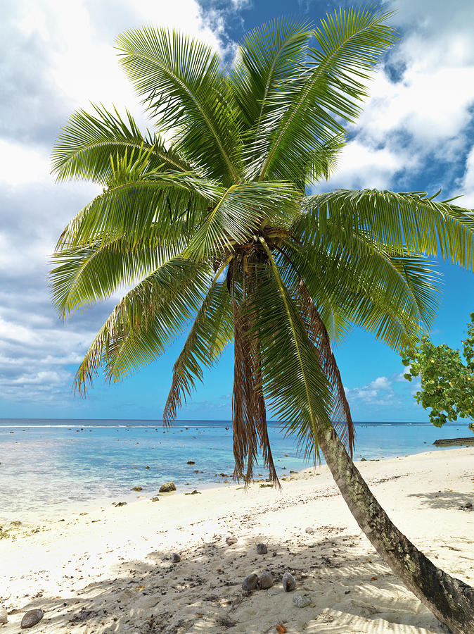 Palm Tree Dream Beach Photograph by Mlenny