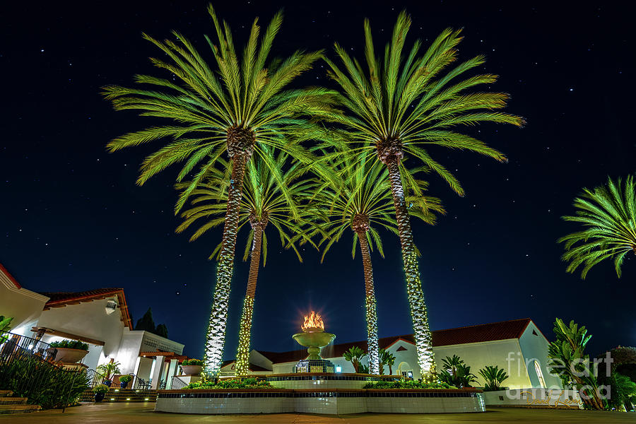 Palm Tree Fireworks Photograph by David Levin