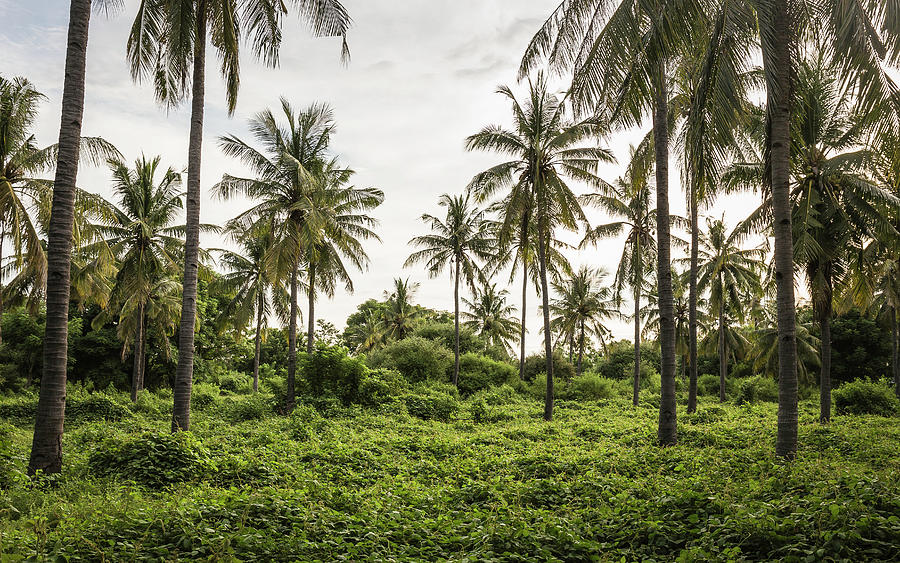 Palm Tree Forest, Gili Meno, Lombok, Indonesia Digital Art by Manuel ...