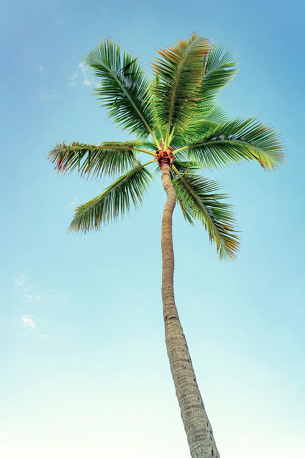 Palm Tree, Fort Lauderdale, Fl Digital Art by Laura Zeid