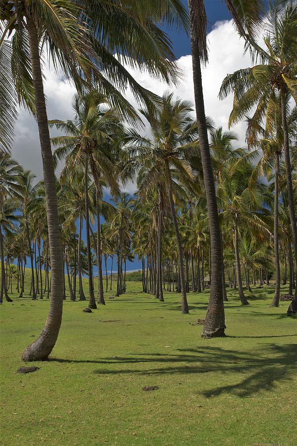 Palm Tree Grove Anakena Beach Rapa Nui Photograph by Heidi Fickinger