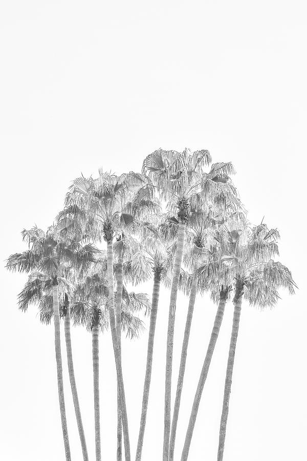 Palm Tree Grove in Black and White by Ramona Murdock Palm Tree Grove in Black and White by Ramona Murdock