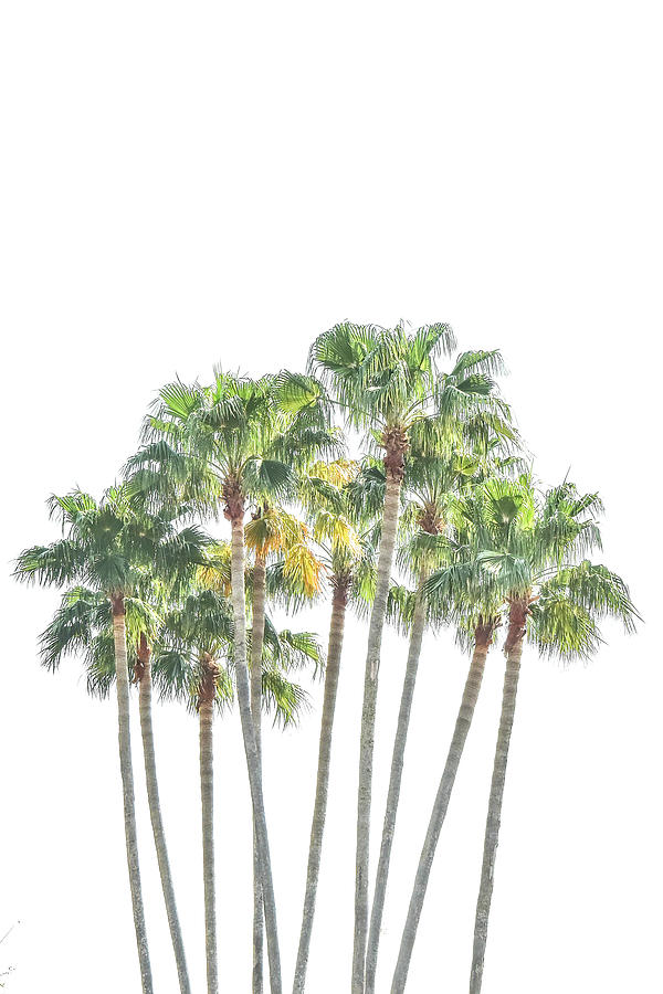 Palm Tree Grove by Ramona Murdock Palm Tree Grove by Ramona Murdock