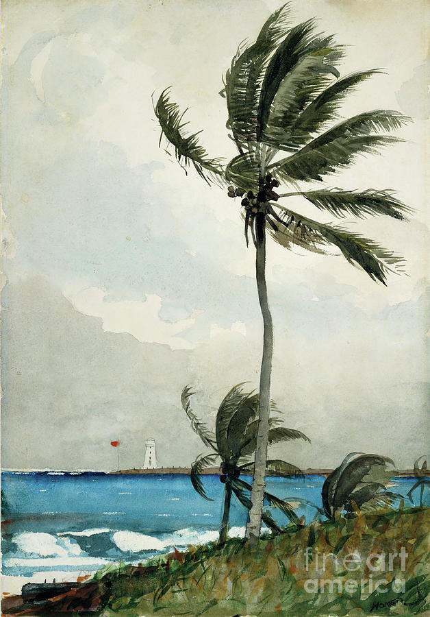 Palm Tree Drawing by Heritage Images