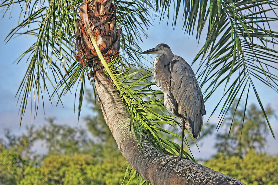 Palm Tree Heron Photograph by HH Photography of Florida