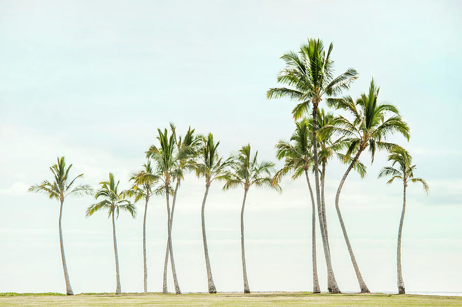 Palm Tree Horizon in Color by Ramona Murdock Palm Tree Horizon in Color by Ramona Murdock