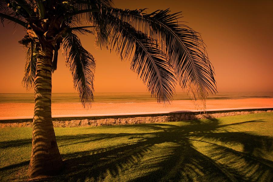 Palm Tree In Mazatlan, Mexico Photograph by Design Pics/darren Greenwood