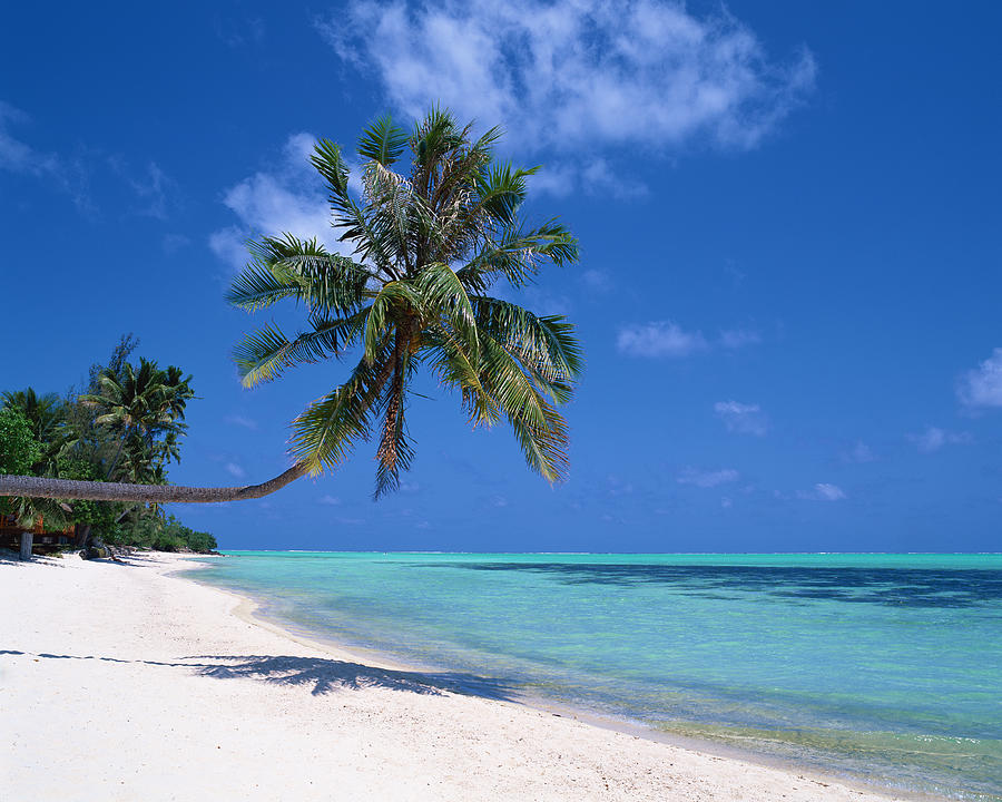Palm Tree In Tahiti Photograph by Mixa