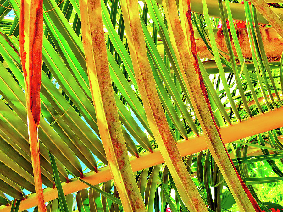 Palm Tree Lattice Photograph by Norma Brandsberg