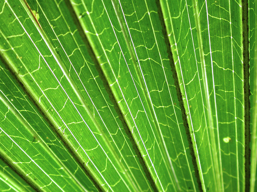 Palm Tree Leaf Photograph by Hanis