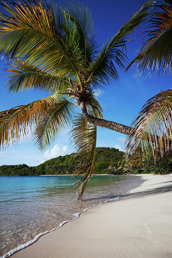 Palm Tree Leaning Over Tropical Beach Digital Art by Justin Lewis ...