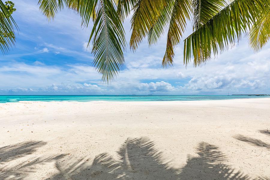 Paradise Photograph - Palm Tree Leaves Over Luxury Beach by Levente Bodo