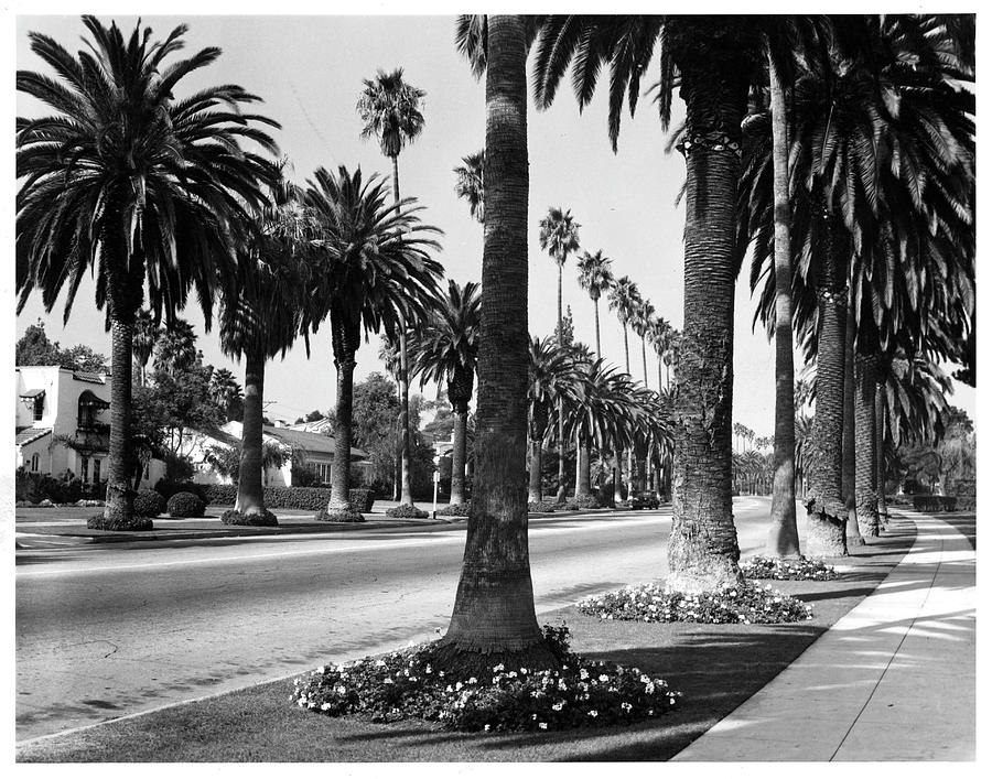 Palm Tree Lined Street In Beverly Photograph by American Stock Archive