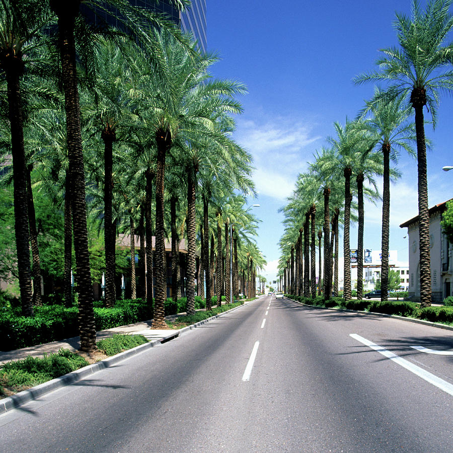 Palm Tree Lined Street, Phoenix, Arizona Photograph by Hisham Ibrahim