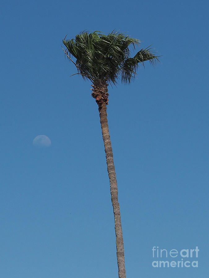 Palm Tree Moon Photograph