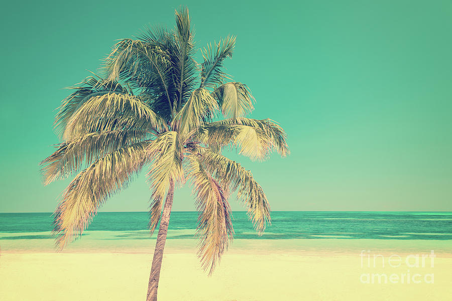 Palm tree on a beach Photograph by Delphimages Photo Creations