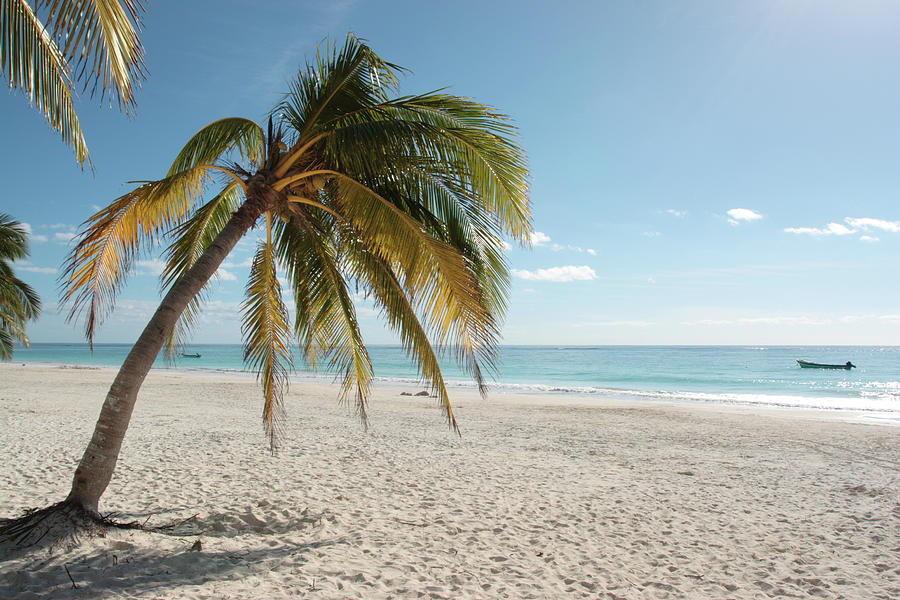 Palm Tree On A Beach In The Caribbean Photograph by Ekash