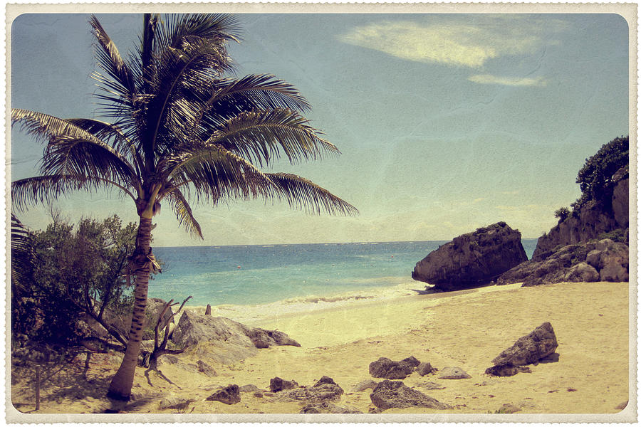 Palm Tree On A Mexican Beach - Vintage Photograph by Jitalia17