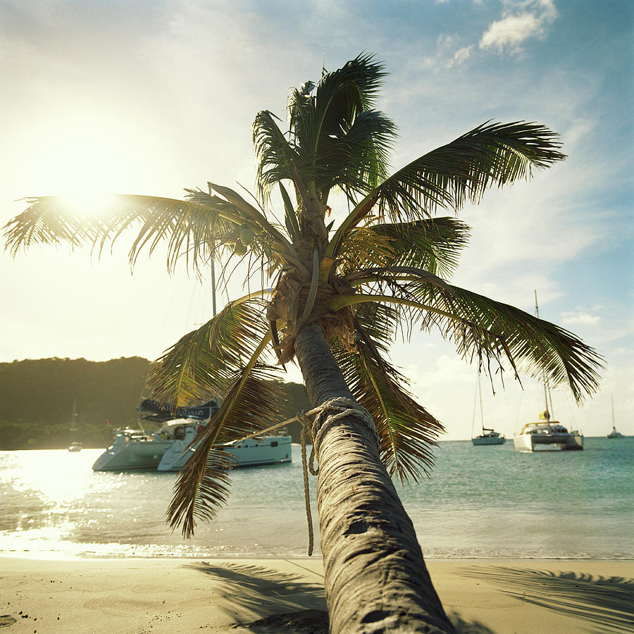Palm Tree On Beach And Sailboats Moored Photograph by Bernhard Lang