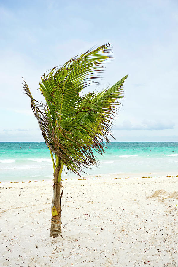 Nature Photograph - Palm Tree On Beach by Leslie Parrott