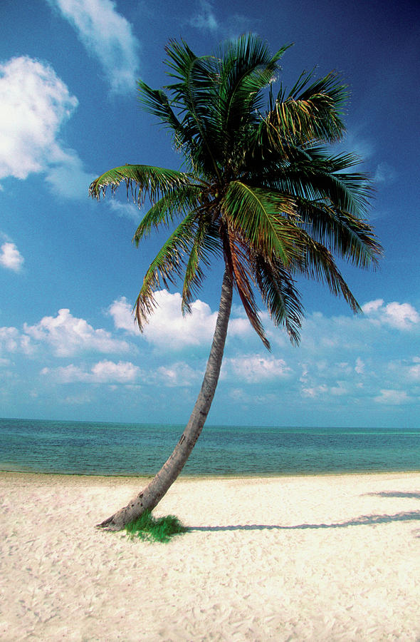 Palm Tree On George Smathers Beach In Photograph by Medioimages/photodisc