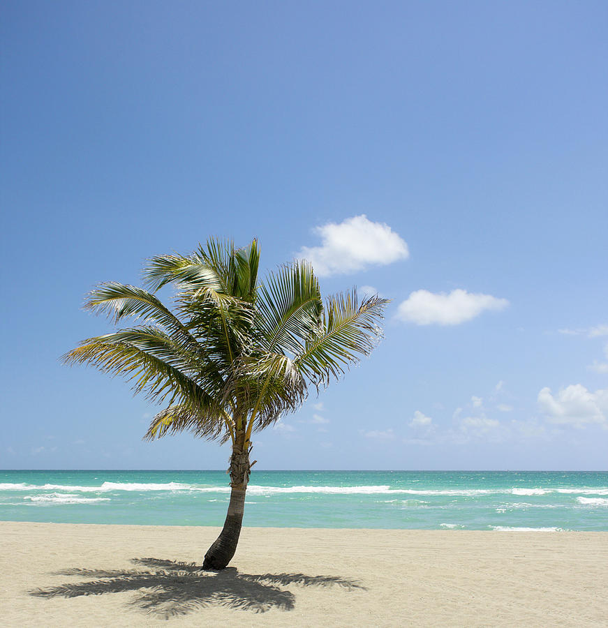 Palm Tree On Idyllic Beach Photograph by Julnichols