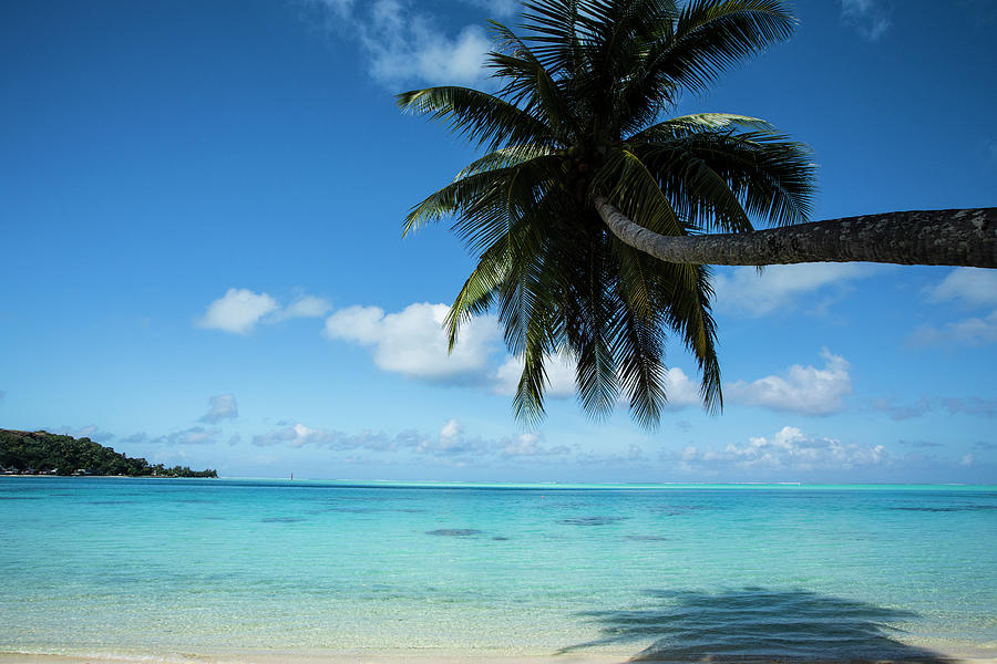 Palm Tree On The Beach, Bora Bora Photograph by Panoramic Images - Fine ...